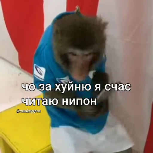 ☺️ Стикер «Мемные обезьяны» для Telegram