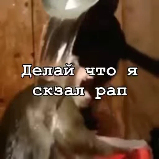 ❤️ Стикер «Мемные обезьяны» для Telegram