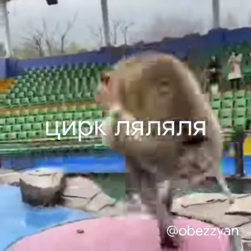 😜 Стикер «Мемные обезьяны» для Telegram