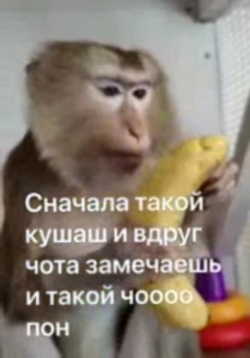😒 Стикер «Мемные обезьяны» для Telegram