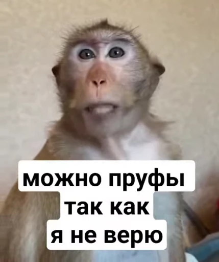 ☺️ Стикер «Мемные обезьяны» для Telegram