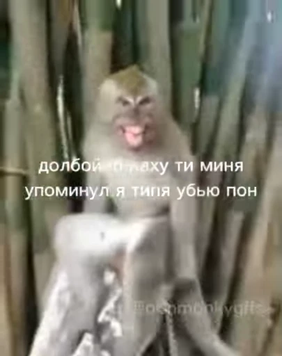 😍 Стикер «Мемные обезьяны» для Telegram
