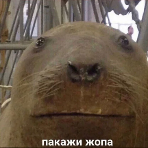 😐 Стикер «soundsfromthevagina» для Telegram