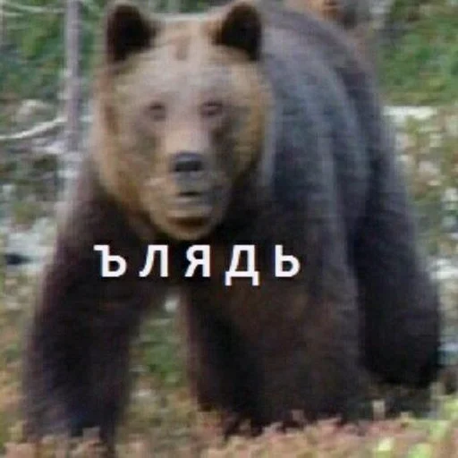 😟 Стикер «soundsfromthevagina» для Telegram