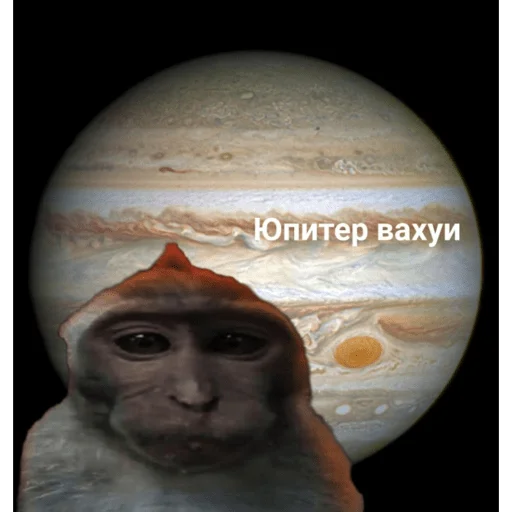 🐵 Стикер «вахуи» для Telegram