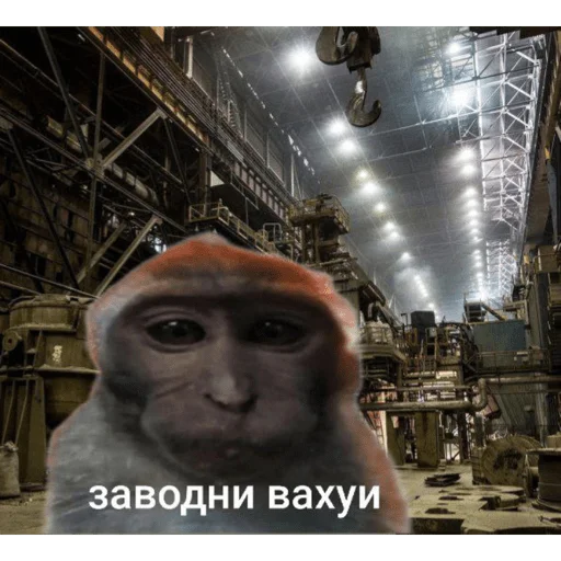 🐵 Стикер «вахуи» для Telegram
