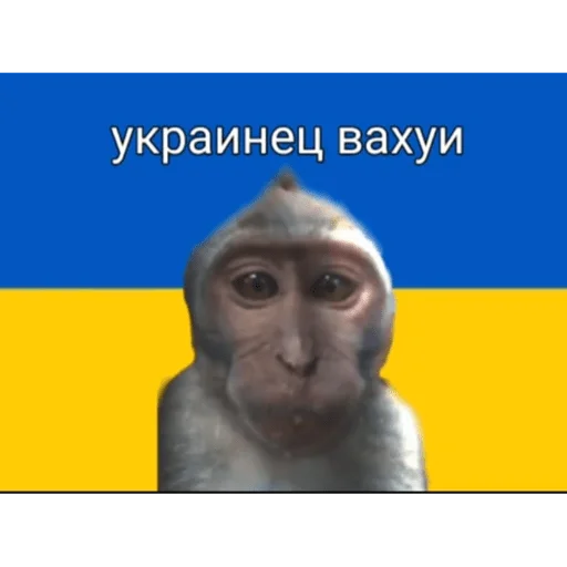 🐵 Стикер «вахуи» для Telegram