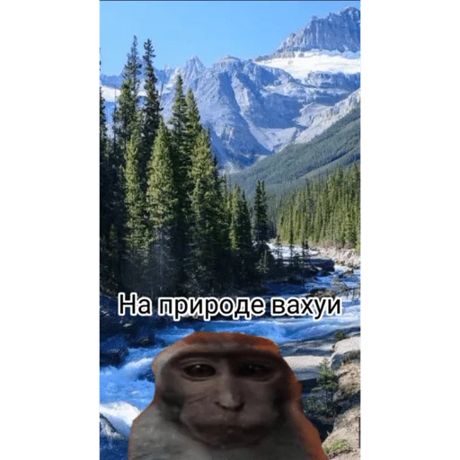 🐵 Стикер «вахуи» для Telegram