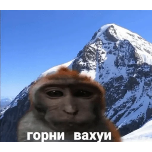 🐵 Стикер «вахуи» для Telegram