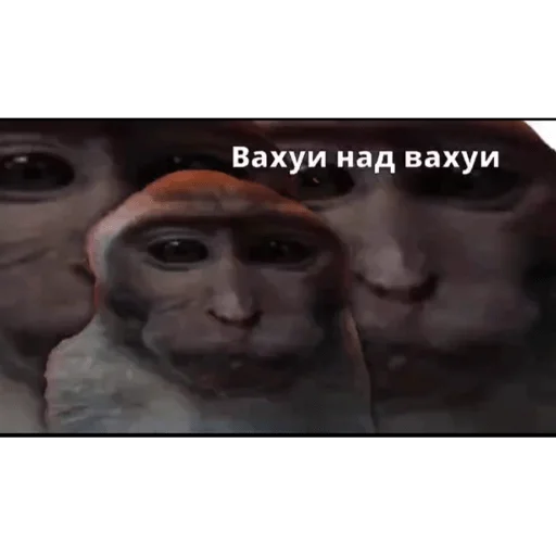 🐵 Стикер «вахуи» для Telegram