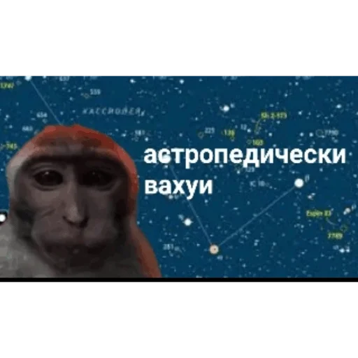 🐵 Стикер «вахуи» для Telegram