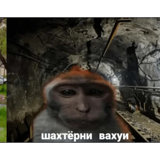 🐵 Стикер «вахуи» для Telegram