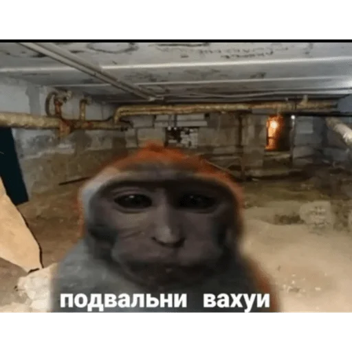 🐵 Стикер «вахуи» для Telegram