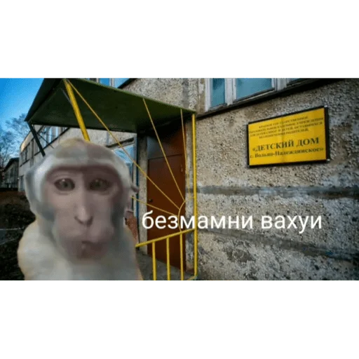 🐵 Стикер «вахуи» для Telegram
