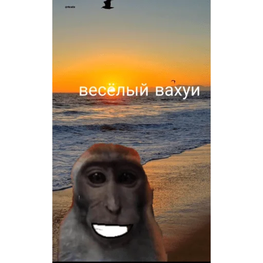 🐵 Стикер «вахуи» для Telegram