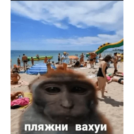 🐵 Стикер «вахуи» для Telegram