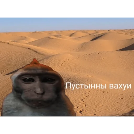🐵 Стикер «вахуи» для Telegram