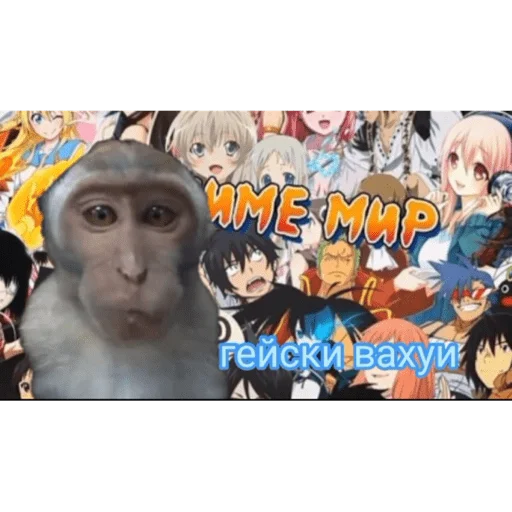 🐵 Стикер «вахуи» для Telegram