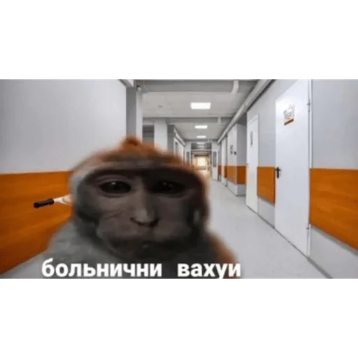 🐵 Стикер «вахуи» для Telegram