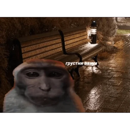 🐵 Стикер «вахуи» для Telegram