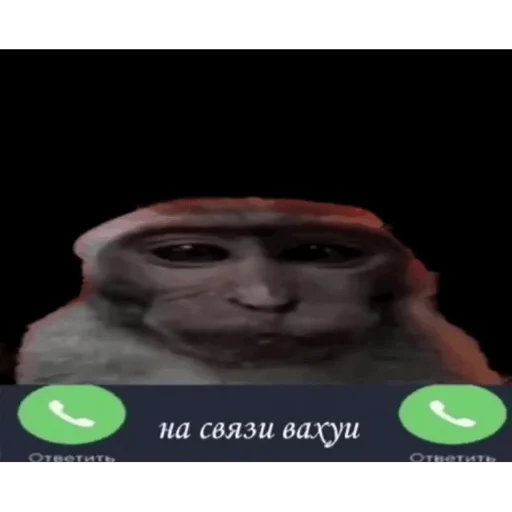 🐵 Стикер «вахуи» для Telegram