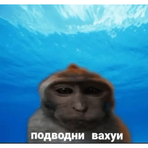 🐵 Стикер «вахуи» для Telegram