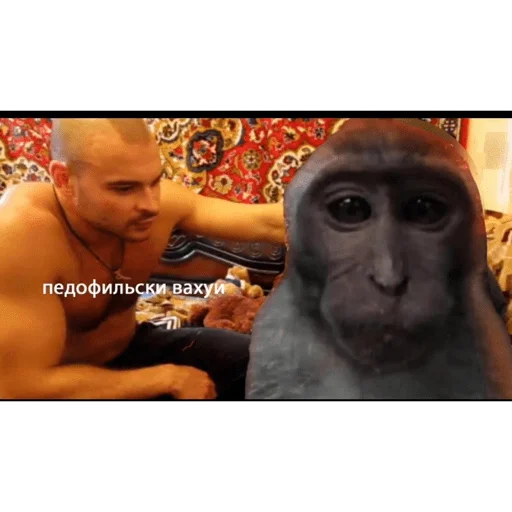 🐵 Стикер «вахуи» для Telegram