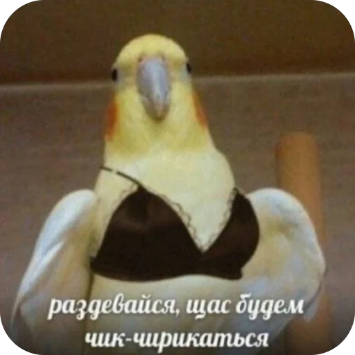 🫥 Стикер «для важных переговоров» для Telegram
