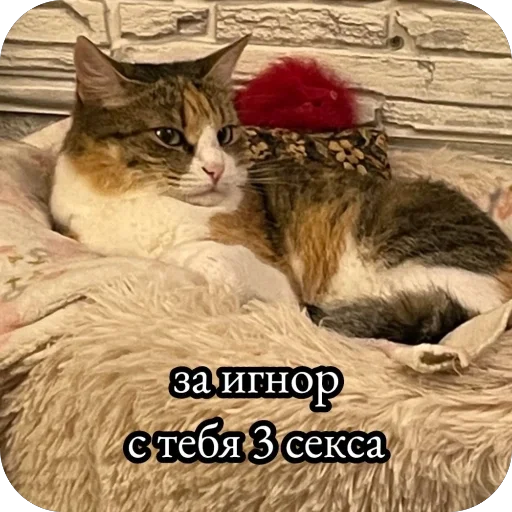 🫥 Стикер «для важных переговоров» для Telegram