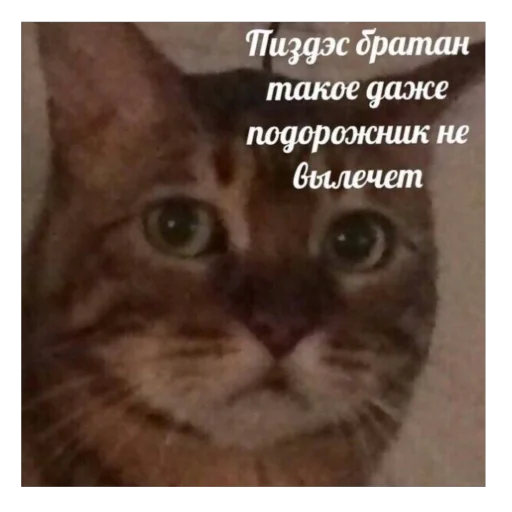 🫥 Стикер «для важных переговоров» для Telegram