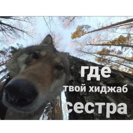 🫥 Стикер «для важных переговоров» для Telegram