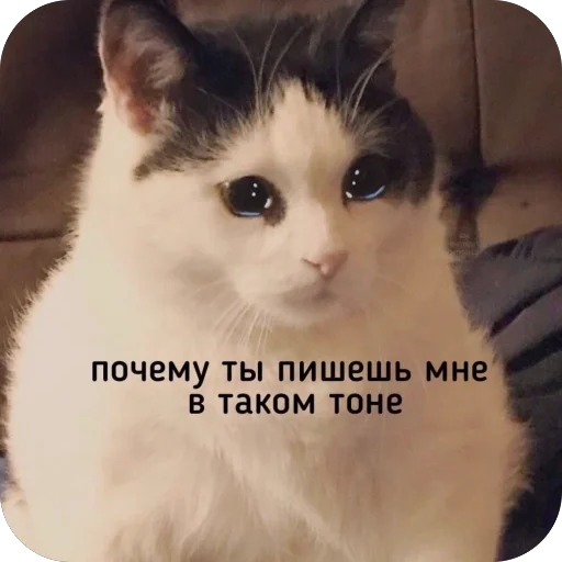 🫥 Стикер «для важных переговоров» для Telegram