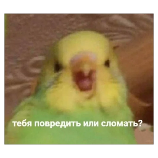 🫥 Стикер «для важных переговоров» для Telegram