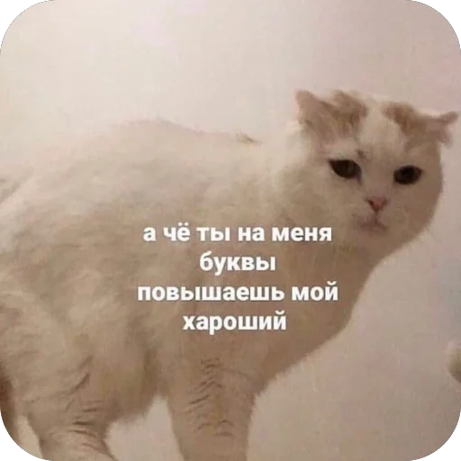 🫥 Стикер «для важных переговоров» для Telegram