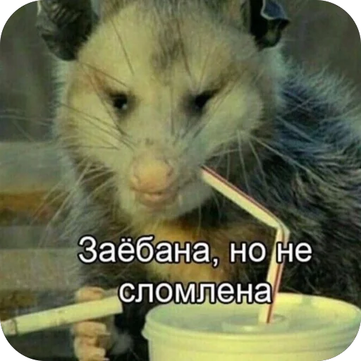 🫥 Стикер «для важных переговоров» для Telegram