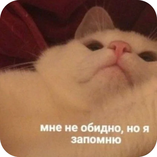 🫥 Стикер «для важных переговоров» для Telegram