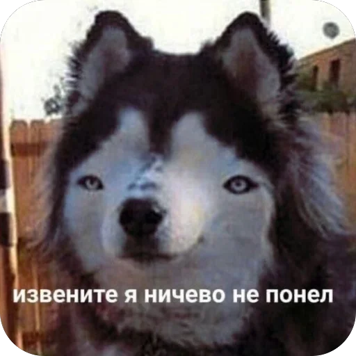 🫥 Стикер «для важных переговоров» для Telegram