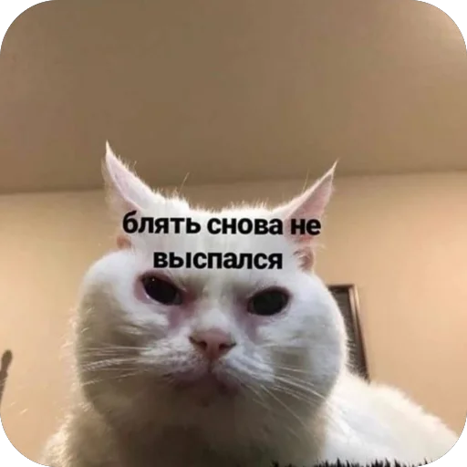 🫥 Стикер «для важных переговоров» для Telegram