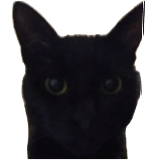 🐱 Стикер «валентин» для Telegram