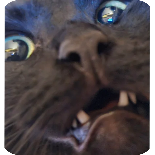 🐱 Стикер «валентин» для Telegram