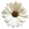 Стикер 34 Vanilla Core