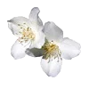 Стикер 3 Vanilla Core
