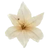 Стикер 28 Vanilla Core