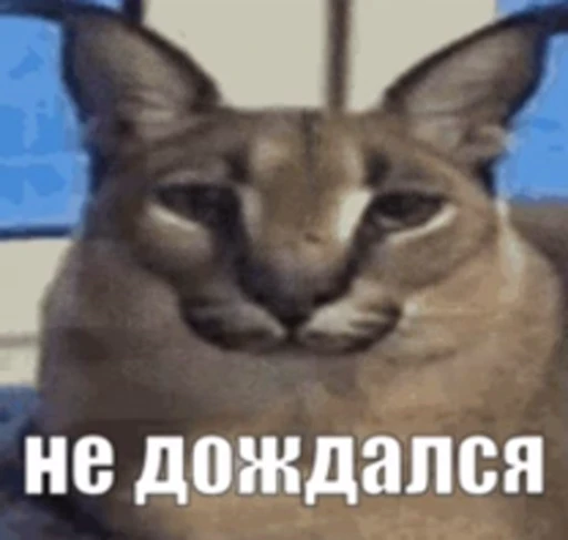 😫 Стикер «Большой Шлёпа» для Telegram