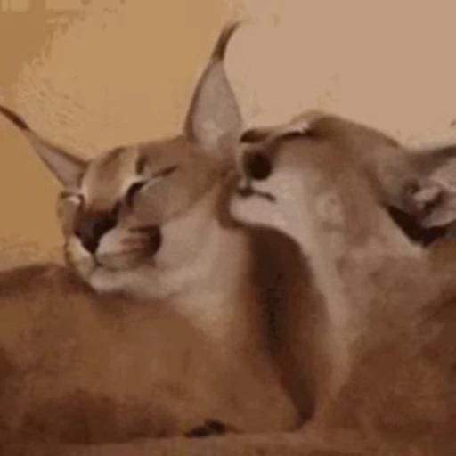 😽 Стикер «Большой Шлёпа» для Telegram
