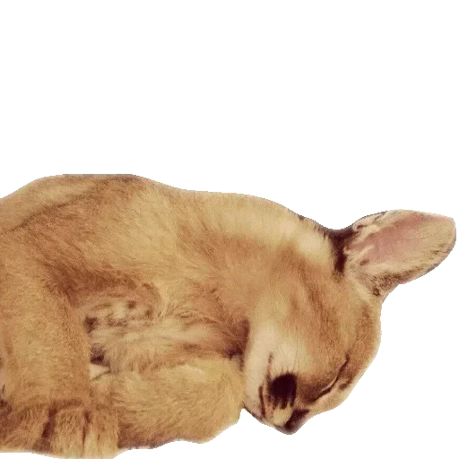 😘 Стикер «Большой Шлёпа» для Telegram