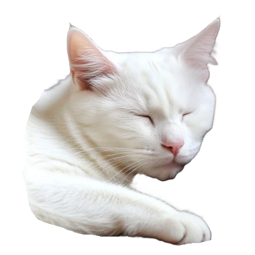 🥱 Стикер «Vasek the Cat» для Telegram