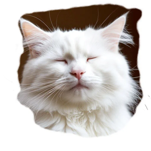 🤤 Стикер «Vasek the Cat» для Telegram