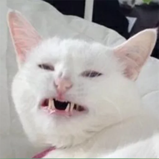🥴 Стикер «VБЛЯДЪСКИЕ СТИКЕРЫ» для Telegram