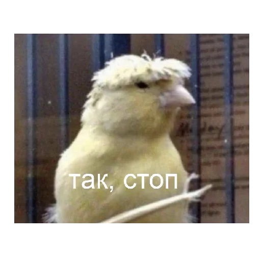 🤷‍♂️ Стикер «vdebilom» для Telegram